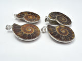 Ammonite Pendant, Fossil Pendant, with Silver Tone Base Metal Bail 1 piece-Gems:Assorted Shape-BeadBeyond